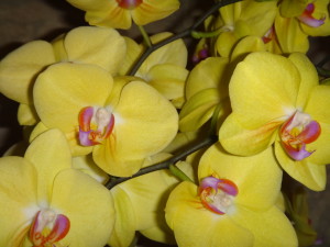 Spring Orchids