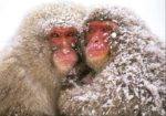 monkeys-in-snow